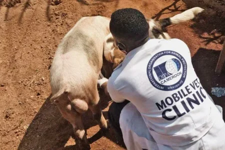 Mobile Veterinary Clinics 🩺