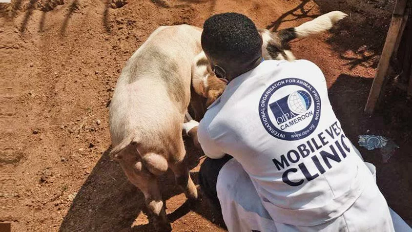 Mobile Veterinary Clinics 🩺