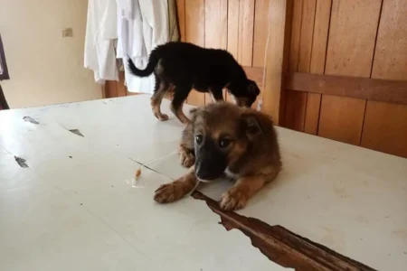 Stray Animal Care & Population Control 🐾