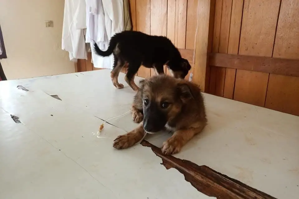 Stray Animal Care & Population Control 🐾